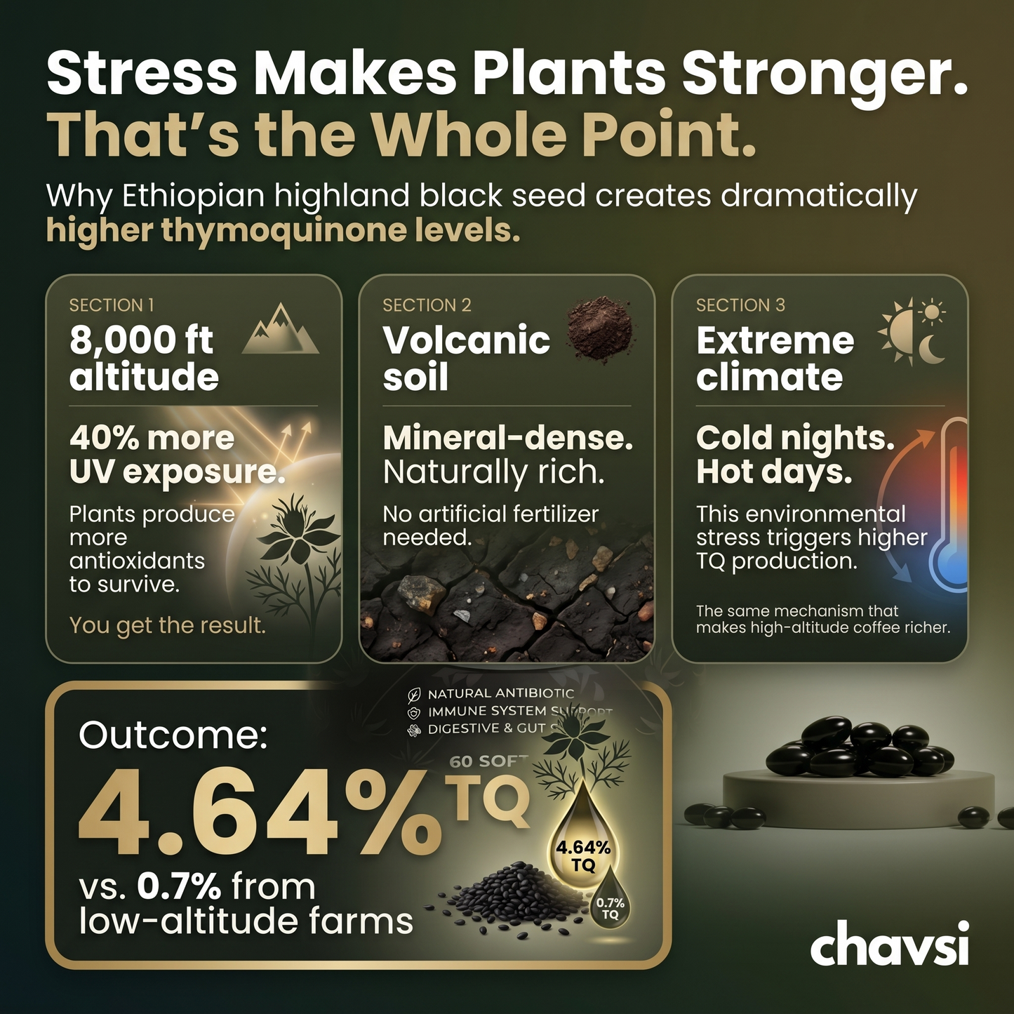 Chavsi - Ethiopian Black Seed Oil
